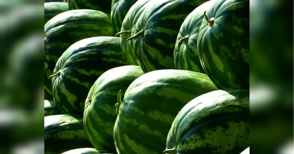Перевірка на зрілість: як вибрати стиглий кавун за допомогою… нігтя - INFBusiness