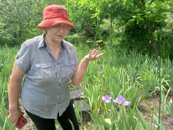 Про «карликів», ріжки з «космосу» і не тільки: найвідоміша селекціонерка ірисів Алла Черногуз про те, як створює нові сорти півників - INFBusiness