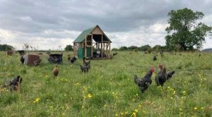 Через війну в Україні птахівники Британії переходять на породи подвійного призначення