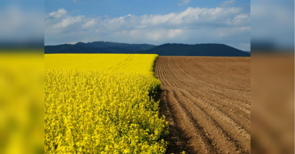 Ціни на сільськогосподарську землю в Україні ставлять рекорди: скільки коштує 1 гектар під оранку - INFBusiness