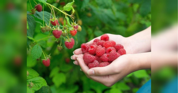 Непомітні ягоди з унікальними властивостями: цього про малину ви не знали - INFBusiness