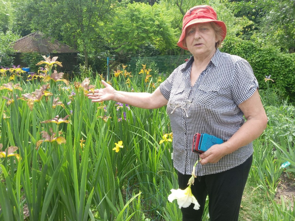 Про «карликів», ріжки з «космосу» і не тільки: найвідоміша селекціонерка ірисів Алла Черногуз про те, як створює нові сорти півників - INFBusiness