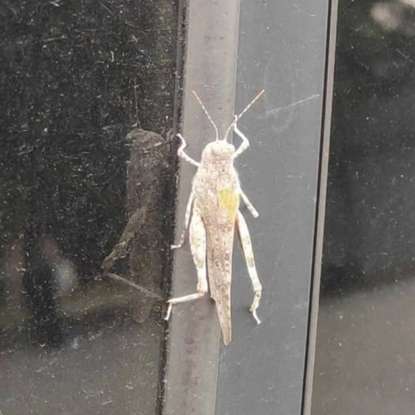 Чи така страшна сарана та з чим її їдять: що треба знати про шкідників, які насуваються на Україну - INFBusiness