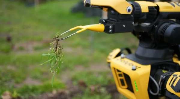 Робота для збирання овочів запускають у масове виробництво - INFBusiness