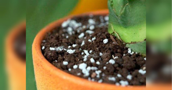 Грунт в горщику твердий, як камінь: цей простий трюк врятує вашу рослину - INFBusiness