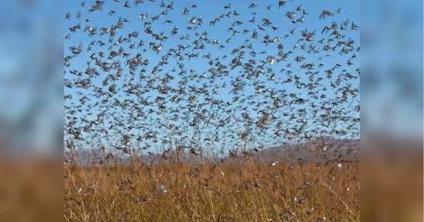 Хмари сарани атакують Південь України: під загрозою врожай, екосистема і безпека мешканців - INFBusiness