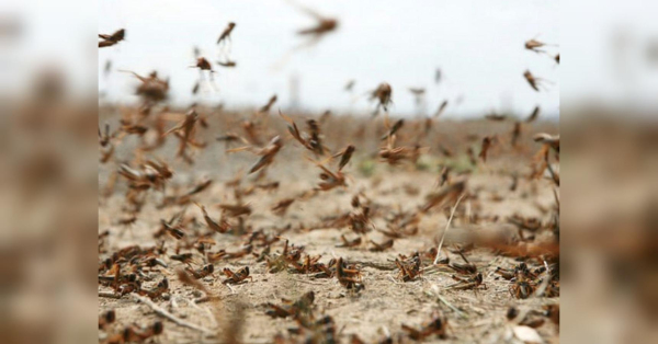У першій за 30 років навали сарани в Україну винні росіяни: біолог назвав причину (фото, відео) - INFBusiness