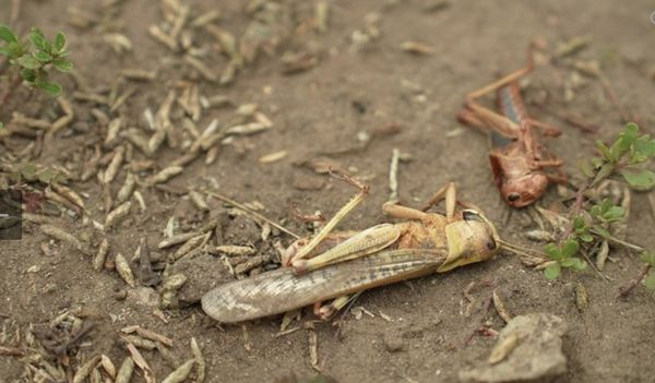 У першій за 30 років навали сарани в Україну винні росіяни: біолог назвав причину (фото, відео) - INFBusiness