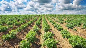 Розроблено супутникову систему прогнозування врожайності картоплі