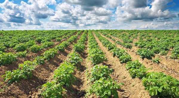 Розроблено супутникову систему прогнозування врожайності картоплі - INFBusiness
