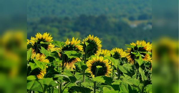 Синоптики обіцяють українцям дощові вихідні перед новим «тепловим ударом» - INFBusiness
