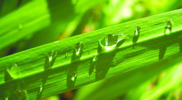 Науковці винайшли інноваційний метод, який зменшує хімічне навантаження на довкілля - INFBusiness