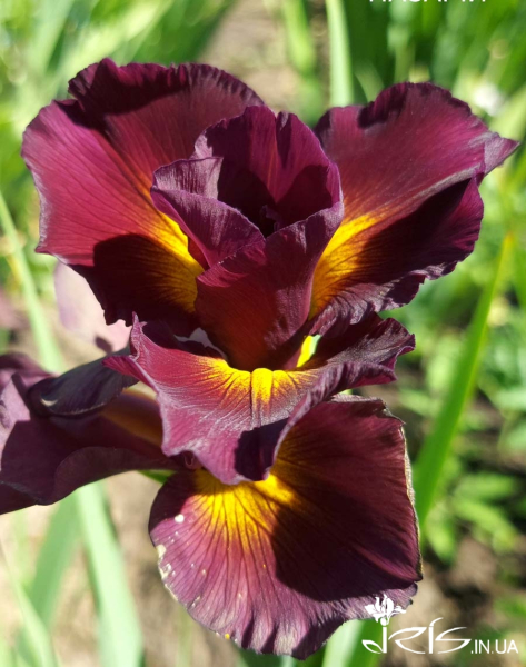 Про «карликів», ріжки з «космосу» і не тільки: найвідоміша селекціонерка ірисів Алла Черногуз про те, як створює нові сорти півників - INFBusiness