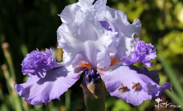 Про «карликів», ріжки з «космосу» і не тільки: найвідоміша селекціонерка ірисів Алла Черногуз про те, як створює нові сорти півників - INFBusiness