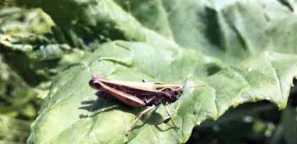 Нашестя сарани на Україну: як врятувати майбутній урожай - INFBusiness