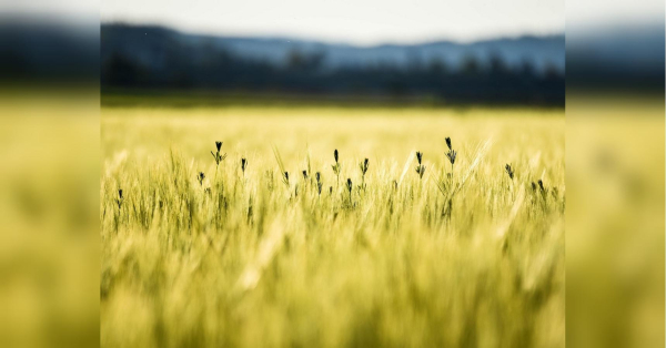 Класичне літо: прогноз синоптиків на тиждень 14 — 20 липня - INFBusiness