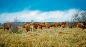 Дослідження спростовує міф, що випасна яловичина екологічно чистіша