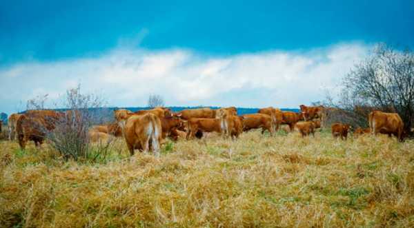 Дослідження спростовує міф, що випасна яловичина екологічно чистіша - INFBusiness