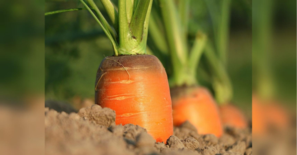 Щоб морква виросла солодкою, додайте це у воду під час поливу: секрет досвідчених городників (відео) - INFBusiness