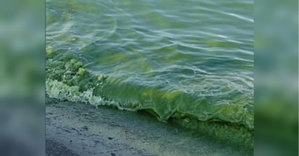 В Одесі «зацвіло» море: екологи розповіли, чим це небезпечно для здоров'я відпочиваючих - INFBusiness