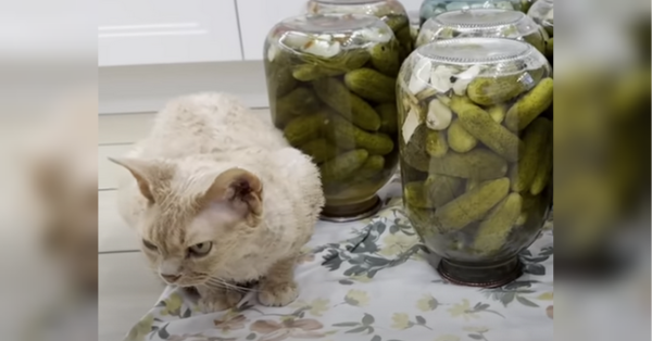 На сторінках новостного порталу "Час новин" (chasnovyn.com) відкривається широкий світ подій і актуальних новин з найрізноманітніших сфер життя. Сайт пропонує читачам глибокий і повний огляд найважливіших подій, що відбуваються в Україні та світі. Завдяки ретельно розгорнутим рубрикам, "Час новин" стає надійним джерелом інформації для всіх, хто прагне бути завжди в курсі останніх подій. Ліза Глінська порадила рецепт консервованих огірків на зиму: «Найкраще,…