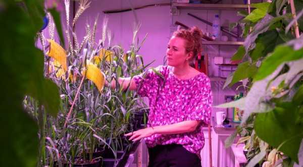 Тривають випробування пшениці, яка здатна рости на засолених ґрунтах - INFBusiness