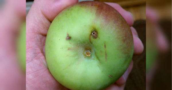 Відрізаєте поганий шматочок яблука та з’їдаєте решту: ця звичка може бути шкідливою для вашого здоров’я - INFBusiness