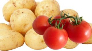Науковці: Картопля частково походить від томата