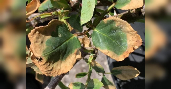 Влітку під час спекотної погоди багато рослин, як-от гортензії, клематиси, троянди, виноград, а також помідори та огірки, можуть отримати сонячний опік листя. Це світлі, сухі плями, що з'являються після тривалої спеки. Важливо відрізняти їх від хвороб, адже опіки не поширюються і жилки листка залишаються зеленими, пише Яскрава клумба. Сонячні опіки у рослин: що важливо знати та зробити городнику - INFBusiness