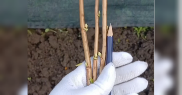 Обов’язково заглиблюйте пагони до верхньої бруньки: фермерка показала, як правильно розмножувати смородину - INFBusiness