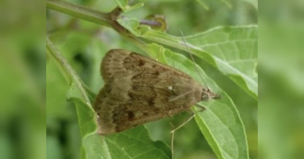 Сарана, яка вже заполонила великі площі на півдні України, здатна знищити всі посіви сільськогосподарських культур. Гірший за сарану: в Україні з’явився новий шкідник - INFBusiness