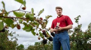 Ягідництво може змінити новий робот для збирання