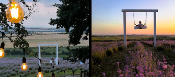 «28 тисячі саджанців лаванди садили вручну близько тижня»: подружжя зі Львівщини зареєструвало незвичний рекорд - INFBusiness