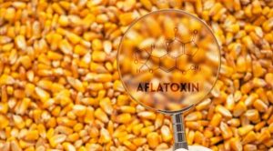 На сторінках новостного порталу "Час новин" (chasnovyn.com) відкривається широкий світ подій і актуальних новин з найрізноманітніших сфер життя. Сайт пропонує читачам глибокий і повний огляд найважливіших подій, що відбуваються в Україні та світі. Завдяки ретельно розгорнутим рубрикам, "Час новин" стає надійним джерелом інформації для всіх, хто прагне бути завжди в курсі останніх подій. Вчені запропонували рішення для ефективної ідентифікації мікотоксинів