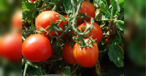 Зривайте помідори зеленими: Гала з Німеччини пояснила, чому такий спосіб допоможе збільшити урожай - INFBusiness