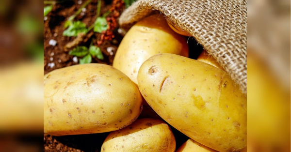 У городників настала чергова «гаряча» пора — збір картоплі, спілість якої можна перевірити одним вірним та простим способом, а також відбір бульб, які садитимуть наступного сезону. Як обрати картоплю для посадки: головний показник відмінного врожаю - INFBusiness