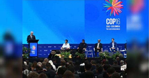 Ліси Вірменії зникають: тривожний сигнал перед COP 17 - INFBusiness