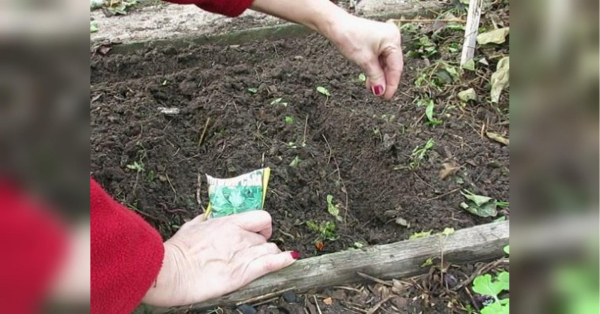 З прицілом на весну: досвідчені городники радять посадити на ділянці у вересні - INFBusiness