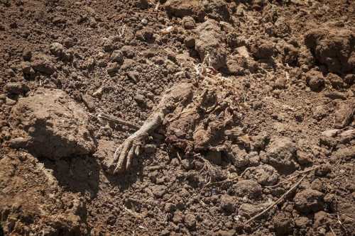 За скільки мільйонів доларів була закрита справа Гаврилівських курчат Євгеном та Мариною Сігал? - INFBusiness