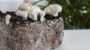 Клітинне сільське господарство відіграє ключову роль у майбутній системі стійкого харчування