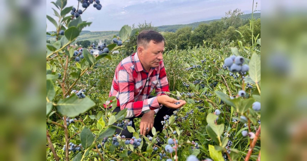 Зробіть це восени: наступного сезону зберете щедрий урожай лохини - INFBusiness