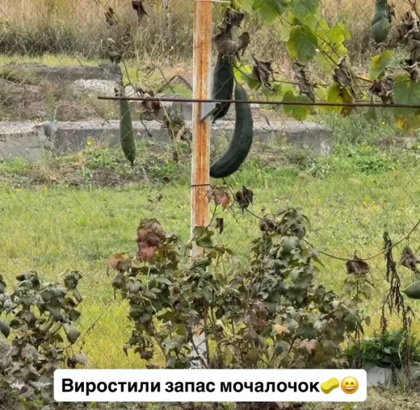 Виростили запас мочалок: популярна реперка вразила мережу - INFBusiness