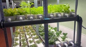 Першу в Україні шкільну гідропонну лабораторію запустили на Житомирщині