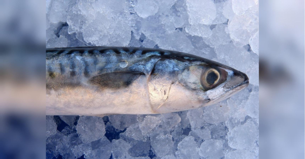 Найніжніша домашня маринована скумбрія: рецепт перевіреного маринаду за копійки