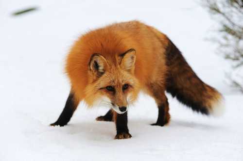 Фахівці Держпродспоживслужби продовжують моніторити епізоотичну ситуацію в області, зокрема щодо африканської чуми свиней (АЧС) та сказу. На Кіровоградщині зареєстровано 136 випадків сказу та оголошено 79 неблагополучних пунктів - INFBusiness