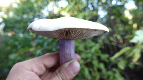 13 листопада до Кіровоградського обласного центру контролю та профілактики хвороб надійшло екстрене повідомлення про випадок отруєння дикорослими грибами у жительки Добровеличківської територіальної громади Новоукраїнського району. На Кіровоградщині зафіксували чергове отруєння дикорослими грибами - INFBusiness