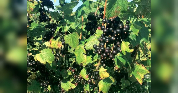 Встигнути до морозів: чим і як потрібно обов'язково обробити кущі смородини перед зимовими холодами - INFBusiness