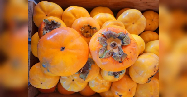 Помаранчева хурма — королева осені. Як і яскраві цитрусові, вона вже одним своїм виглядом викликає позитивні емоції. Як їсти хурму згідно з етикетом: це залежить від того, тверда вона чи м’яка - INFBusiness