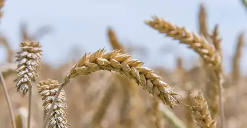 Москва – Житомир через Каліфорнію: як фігурант списку Кремля Данил Хачатуров заробляє на агробізнесі в Україні - INFBusiness