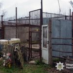 У Хмельницькому всім світом ловили левів, що втекли (відео) - INFBusiness